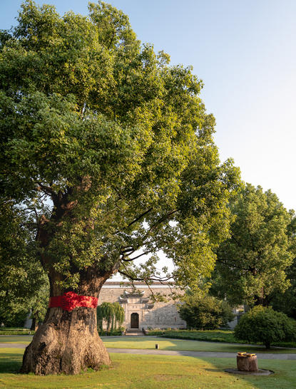 Ancient tree with red pavilion at Amanyangyun resort in China.