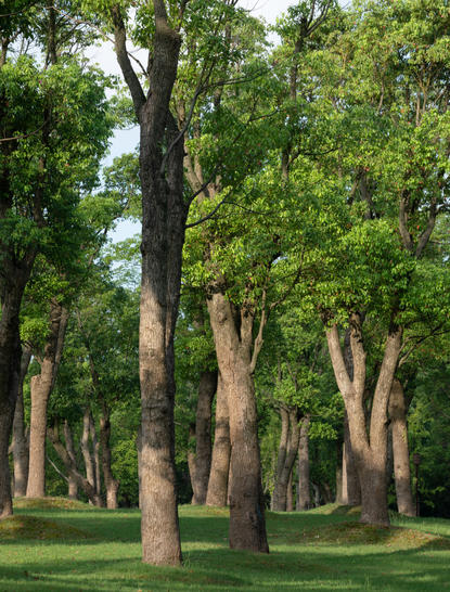 Tree-lined pathway through lush woodland at Amanyangyun, China.