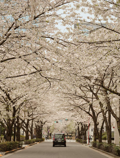 Tree-lined avenue at Aman Tokyo with blossoms overhead and a vehicle in the distance.