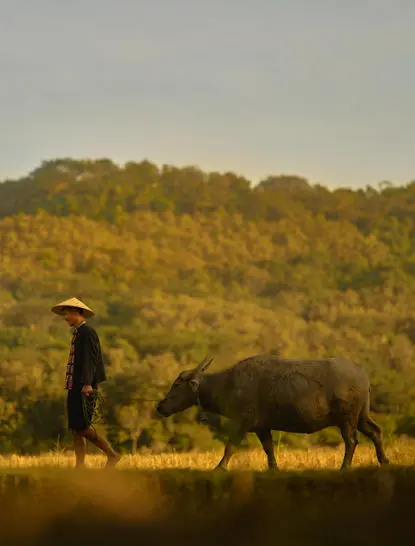 Farmer guiding a buffalo through rice paddy fields at Amantaka, Laos.