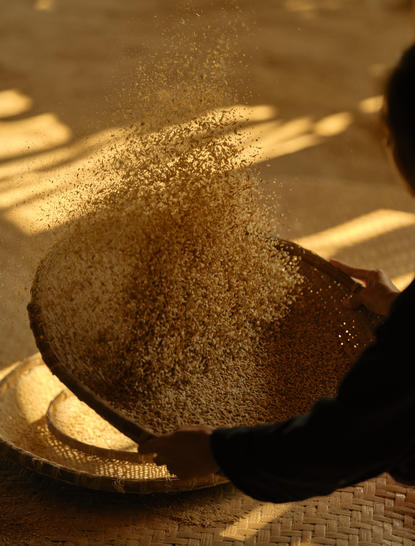 Handful of rice grains in sunlight at Amantaka's living land rice experience, Laos.