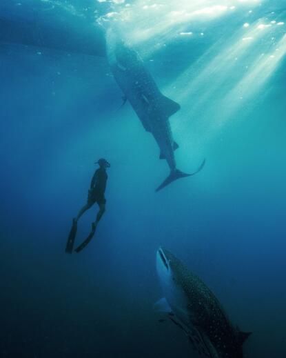 Snorkeller observing whale sharks beneath sunlit waters at Amanwana, Indonesia.