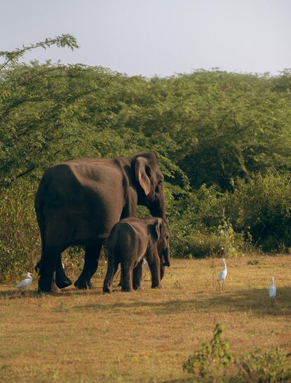 Elephant walking through grassland with dense forest at Amanwella, Sri Lanka.