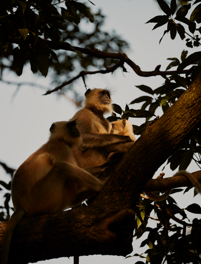 Golden langur perched in tree canopy at Aman-i-Khas, India safari experience.