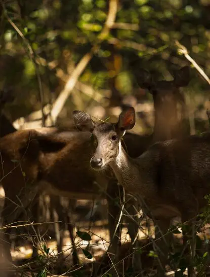 Sambar deer in dappled forest light at Amanwana, Indonesia.