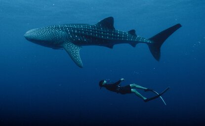 Amanwana, Indonesia - Whale Shark Experience