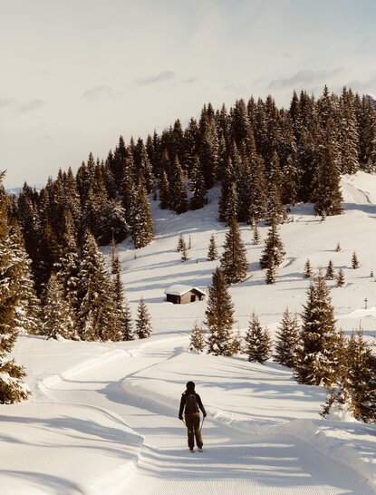 Skier descending snowy slope at Aman Rosa Alpina, Italian Alps, surrounded by evergreen forest.