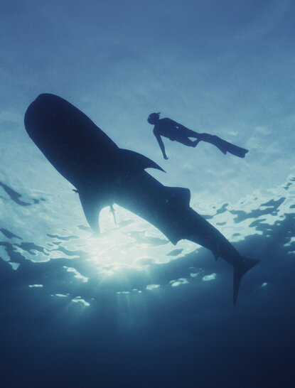 Diver swimming alongside a whale shark in clear ocean waters at Amanwana, Indonesia.
