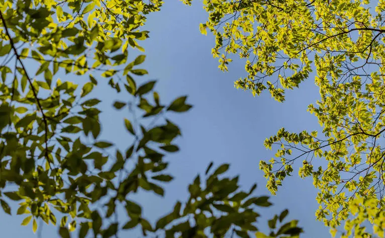 Foliage with yellow flowering branches against blue sky at Aman Tokyo.