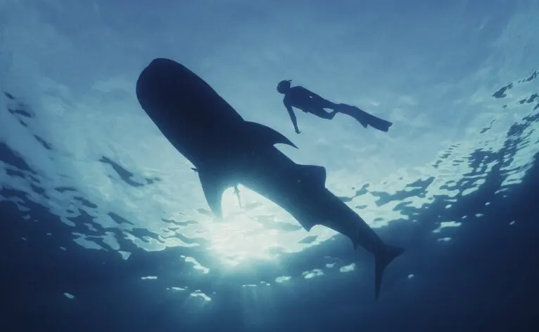 Snorkeller swimming alongside a whale shark in clear blue waters at Amanwana, Indonesia.