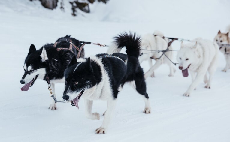 Dog sledding through snow at Aman Rosa Alpina.