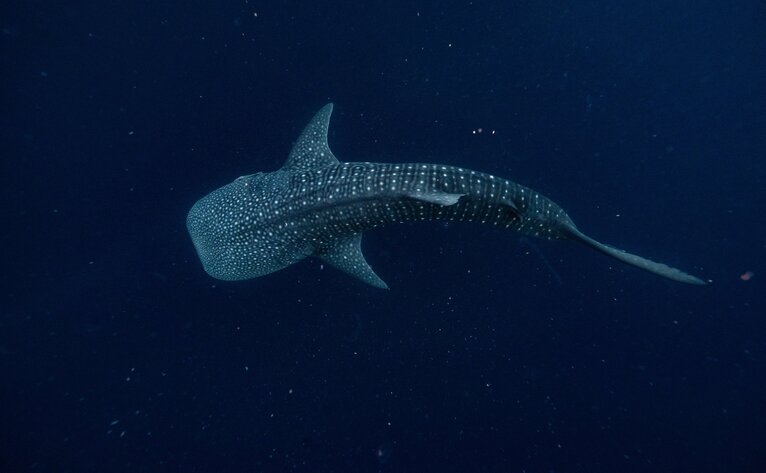 Whale shark gliding through deep blue waters at Amanwana, Indonesia.