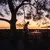 Silhouetted figure dining under a gnarled tree at sunset, Aman Sveti Stefan.