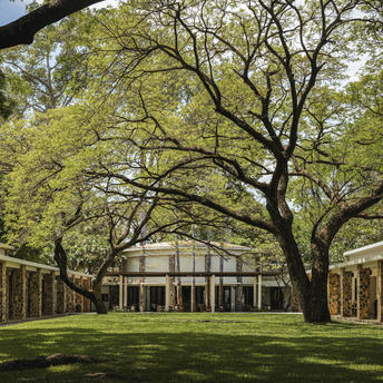 Sprawling tree casts shadows across manicured lawn at Amansara, with colonnade building visible beyond.