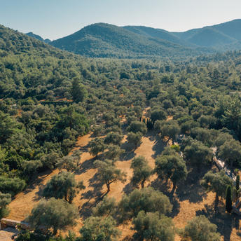 Olive groves dotting hillsides at Amanyuva, with forested mountains rising in the distance.