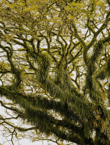 Amanjiwo Meditations