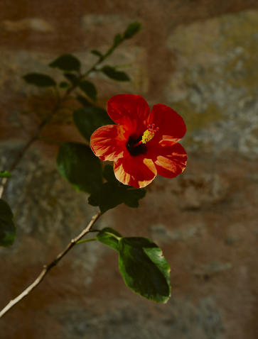 Amanruya, Turkey - Resort, floral detail,