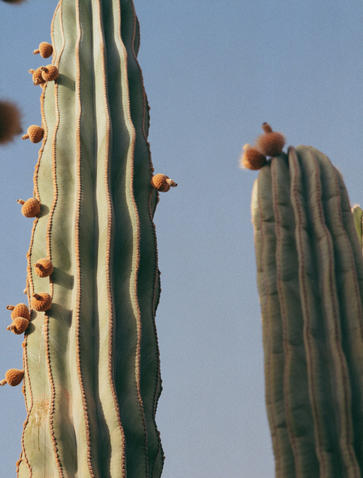 Amanjena Meditations