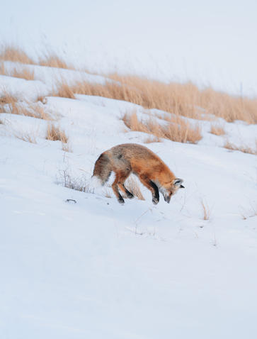 MEDITATIONS - Amangani